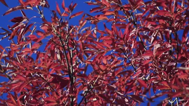 Moving red autumn leaves