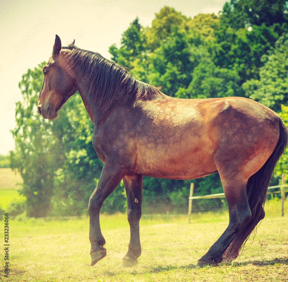 Sticker Brown wild horse on meadow idyllic field