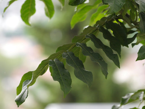 Longues feuilles aux nombreuses folioles du ptérocaryer du Caucase (pterocarya fraxinifolia)