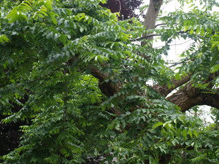 Le ptérocaryer du Caucase (pterocarya fraxinifolia), un bel arbre d'ornement aux feuillage vert...