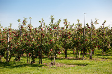 Fototapeta na wymiar Obstbau im Alten Land: Birnen und Äpfel