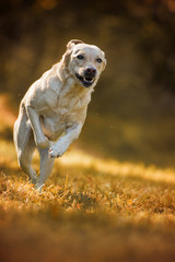 Running labrador retriever dog in autumn landscape