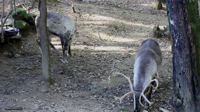 Due Renne nel bosco