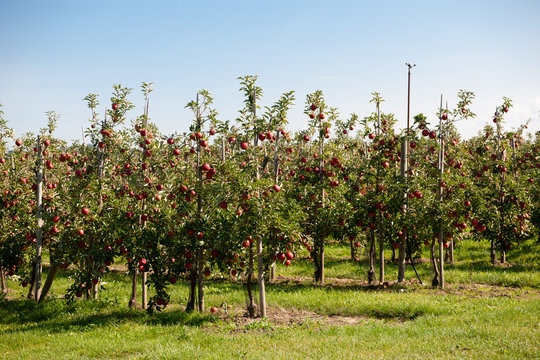 Obstbau im Alten Land: Birnen und Äpfel