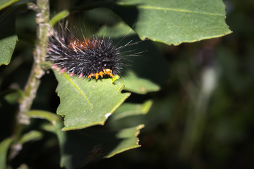 Brown and brown  hairy caterpillar on a leaf, Cape Town, South Africa