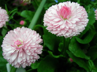 Fototapeta premium flowers in the garden