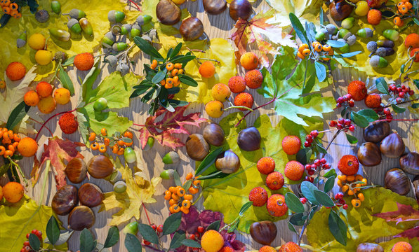 Hojas y frutos de Oto&ntilde;o