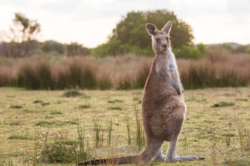 An eastern grey kangaroo encountered at sunset in Wilsons Promontory national park, Victoria, Australia