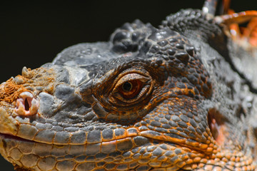 Fototapeta premium Portrait of seriously looking orange iguana in Bali, Indonesia