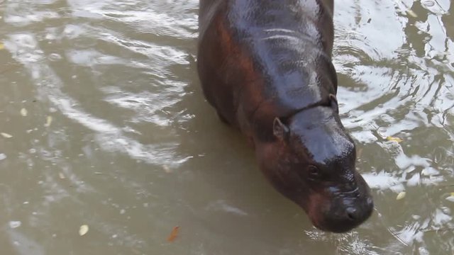 Ippopotamo pigmeo