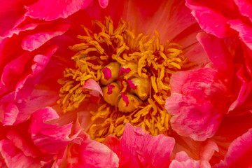 Red Petals Peony Paeonia Perrenial