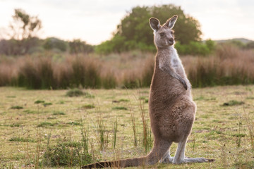 An eastern grey kangaroo encountered at sunset in Wilsons Promontory national park, Victoria,...