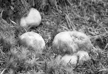Mushroom in the forest, photo Czech Republic, Europe