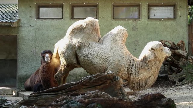 Due Cammelli si stanno rillassando