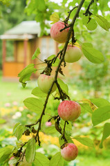 Red and yellow apples in a garden on a tree branch