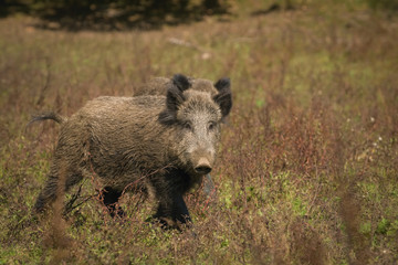Two young wild boars, Sus scrofa are standing really close in the grass, they are one year old maybe, wild meadow