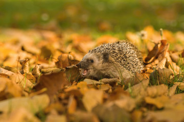 The European hedgehog, Erinaceus europaeus in walking and rustling in the autumn color leaves, green bokeh background