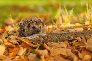 The European hedgehog, Erinaceus europaeus in walking and rustling in the autumn color leaves, green bokeh background