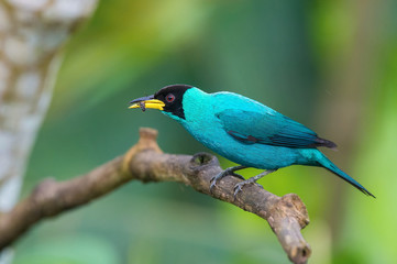 The Green Honeycreeper, Chlorophanes spiza is sitting on the branch in green backgound, amazing blue colored bird, Trinidad