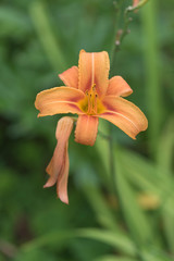Orange lily in summer in the garden