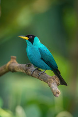 The Green Honeycreeper, Chlorophanes spiza is sitting on the branch in green backgound, amazing blue colored bird, Trinidad