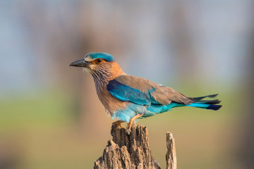 The Indian Roller, Coracias benghalensis is sitting and posing on the branch, amazing picturesque green background, in the morning during sunrise, Srí Lanka