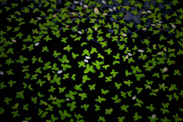Common duckweed, Lemna sp., from central of Thailand