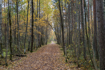 forest in autumn