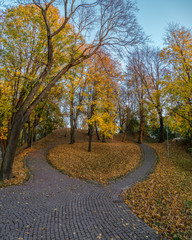 leaf fall in park