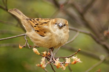 sparrow on branch