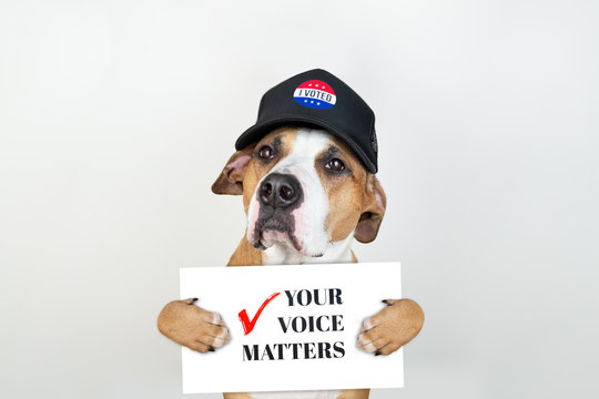 American election activism concept: staffordshire terrier dog in patriotic baseball hat.  Pitbull terrier in trucker hat with "your voice matters" sign in studio background