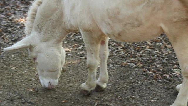 Un Asino albino fiuta per terra