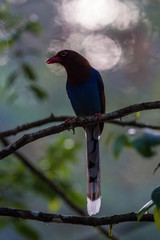 The Sri Lanka Blue Magpie or Ceylon Magpie, Urocissa ornata is sitting and posing on the branch, amazing picturesque green background, in the morning during sunrise, Srí Lanka..