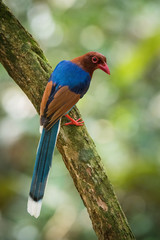 The Sri Lanka Blue Magpie or Ceylon Magpie, Urocissa ornata is sitting and posing on the branch, amazing picturesque green background, in the morning during sunrise, Srí Lanka..