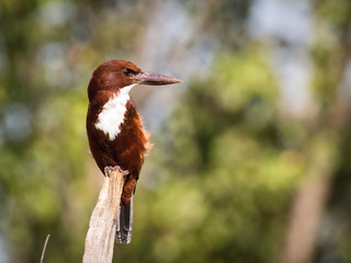 The White-throated Kingfisher, Halcyon smyrnensis is sitting and posing on the stick, amazing picturesque background, in the morning during sunrise, waiting for its prey in Srí Lanka..