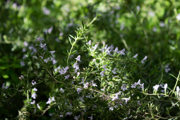 Flowering white flowers rosemary, aromatic and useful plant, background