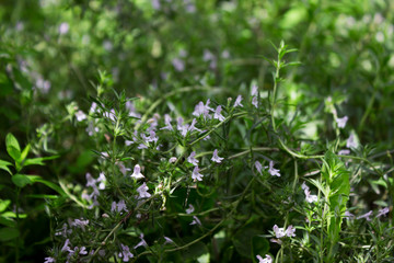 Flowering white flowers rosemary, aromatic and useful plant, background