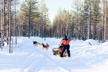 Man riding Husky dog sled in Finland Lapland winter