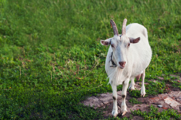 Livestock. White goat on a green meadow in summer. Farm