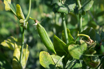 Pea pods hanging on the plant in the garden, legume
