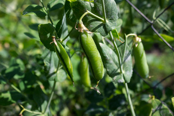 Pea pods hanging on the plant in the garden, legume
