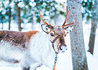 Brown Reindeer in Finland in Lapland