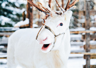 White Reindeer at Finland in Lapland