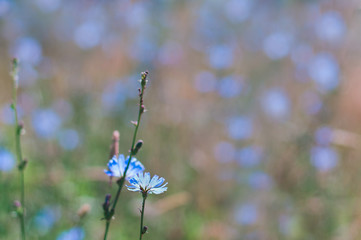 Cichórium íntybus. Beautiful blue field flower flower field at summer day.Chicory