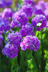 Purple flowers Phlox in the garden on a summer day.