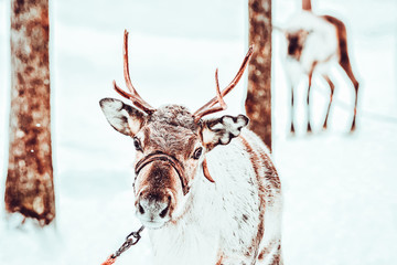 Brown Reindeer at Finland Lapland in winter