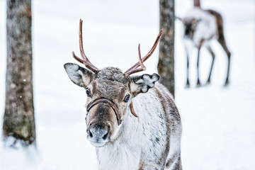 Brown Reindeer in Finland at Lapland winter