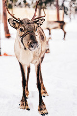 Brown Reindeer in Finland in Lapland winter