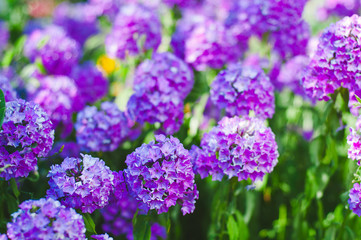 Purple flowers Phlox in the garden on a summer day.	