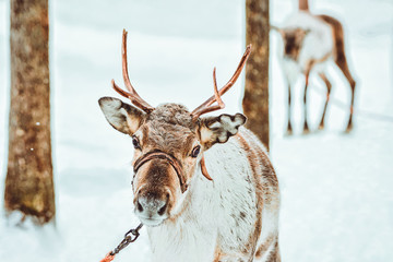 Reindeer at Winter Forest in Rovaniemi Finland Lapland